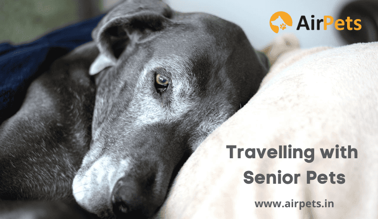 Travelling with Senior Pets
