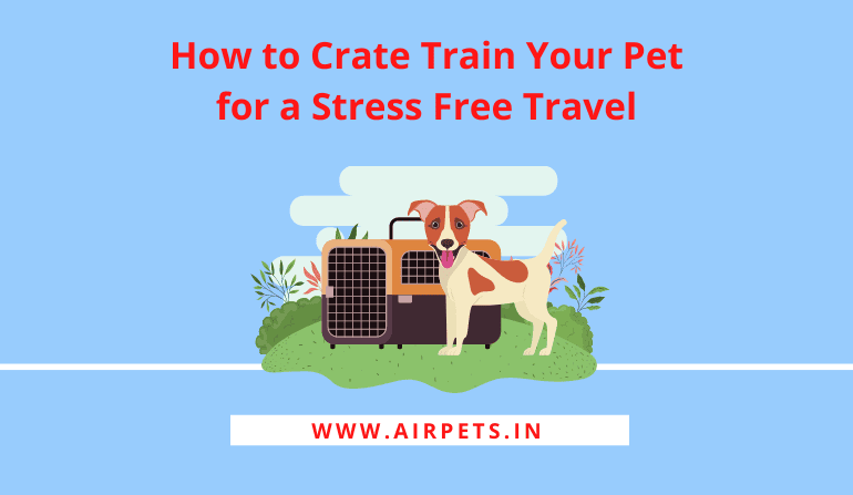How to Crate Train Your Pet for a Stress-Free Travel