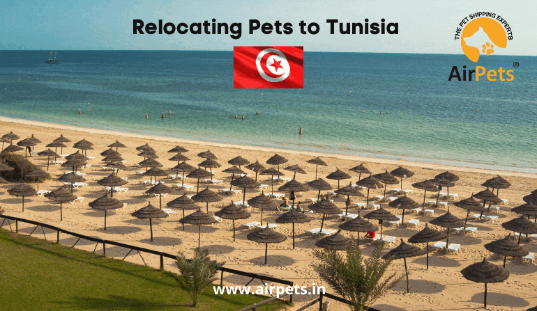 Relocating Pets to Tunisia
