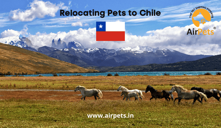 Relocating Pets to Chile