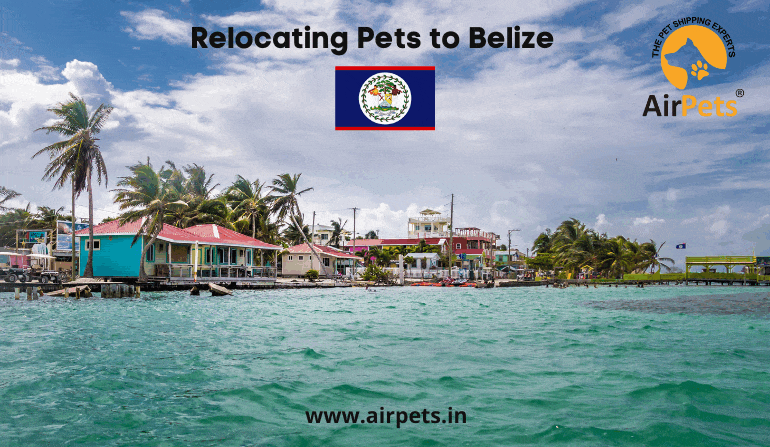 Relocating Pets to Belize 