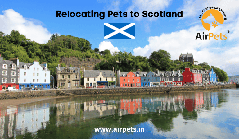 Relocating Pets to Scotland