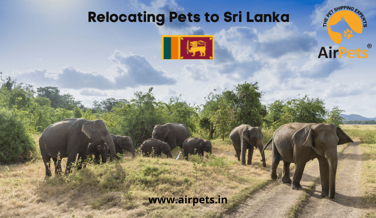Relocating Pets to Sri Lanka