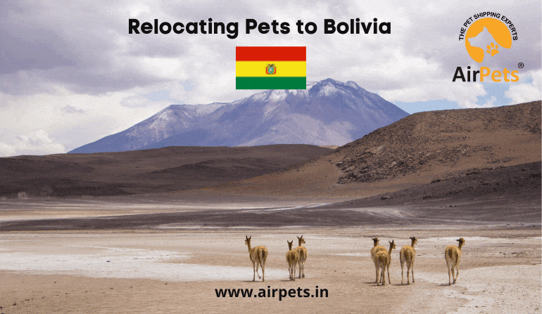 Relocating Pets to Bolivia 