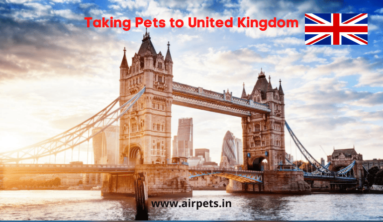 Taking Pets to United Kingdom