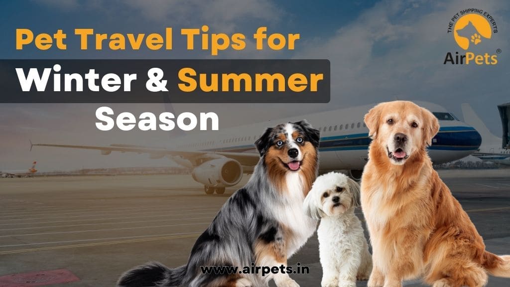 Pet Travel Tips for Winter & Summer Season