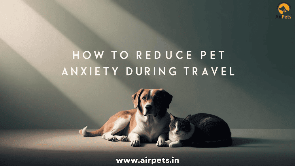 How to Reduce Pet Anxiety During Travel
