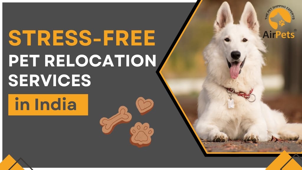Pet Relocation Services India 