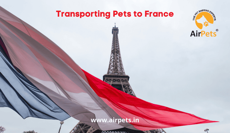 Transporting Pets to France