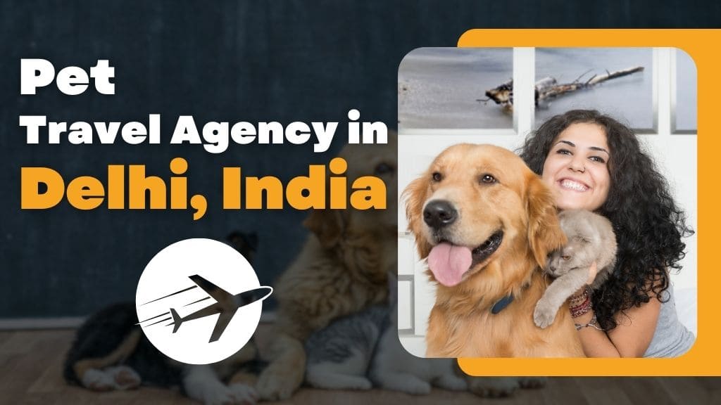 Pet Travel Agency in Delhi, India