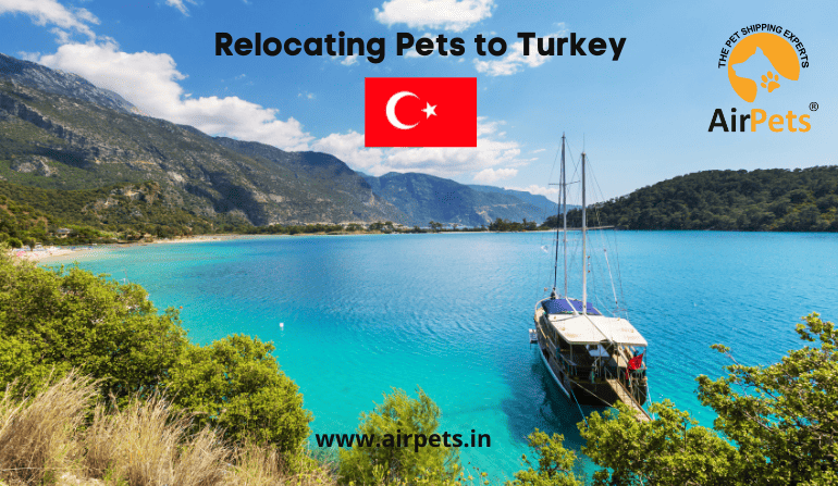 Relocating Pets to Turkey