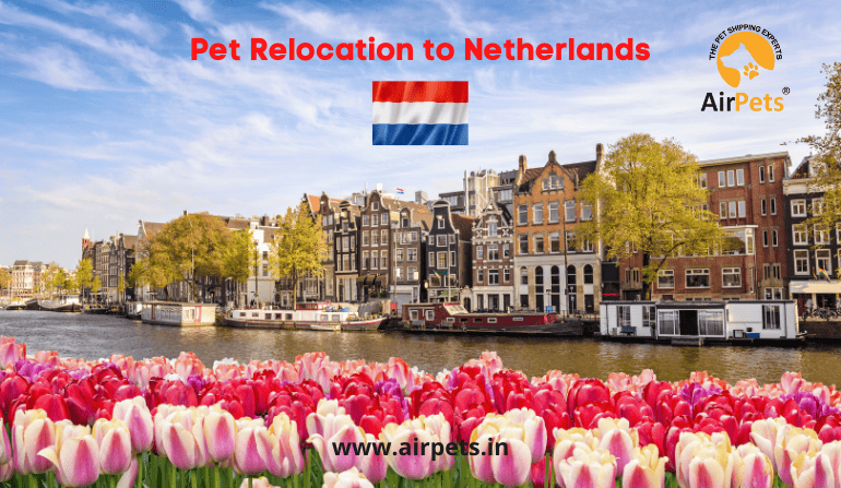 Pet Relocation to The Netherlands